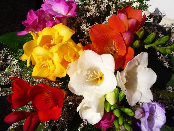 A bouquet of colorful Freesia flowers