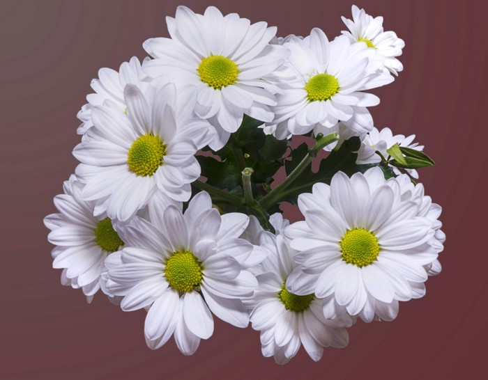 Bouquet of white chrysanthemums with green centers