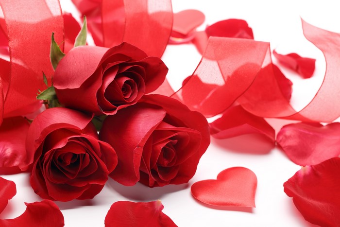 Red Roses with Petals and Ribbon