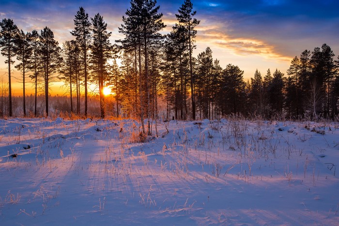 Winter forest at sunrise with snow-covered ground