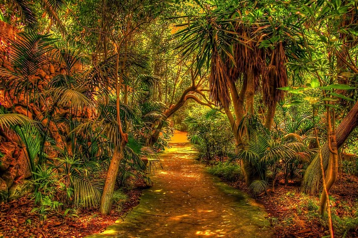 Jungle path with palm trees and stone wall