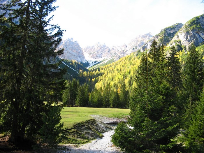 Mountain valley with spruce forest in Braies, Italy