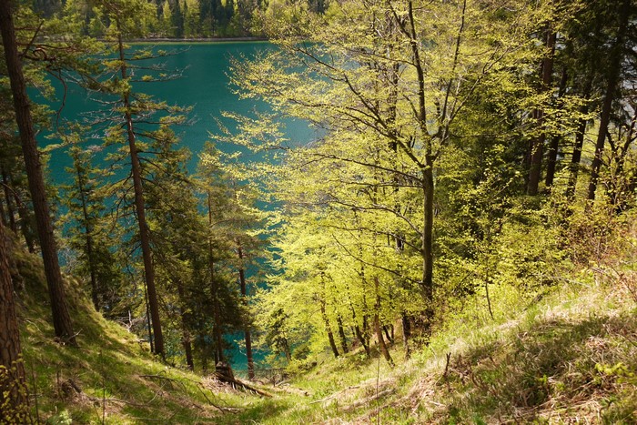 Forest overlooking a turquoise lake in Bavaria, Germany