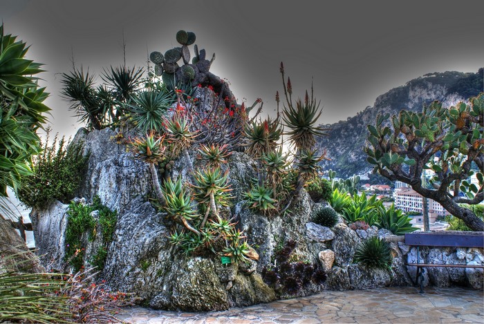 Exotic plants and cacti on a rocky outcrop in Monaco
