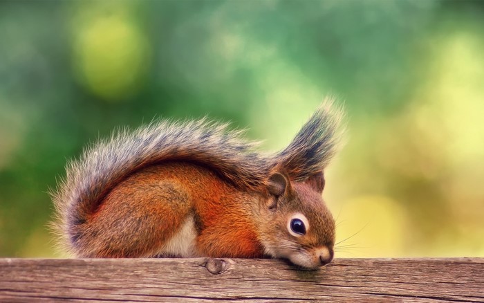 Squirrel resting on a wooden surface