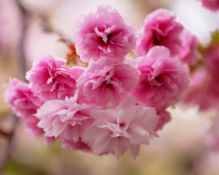 Pink Cherry Blossoms on a Branch