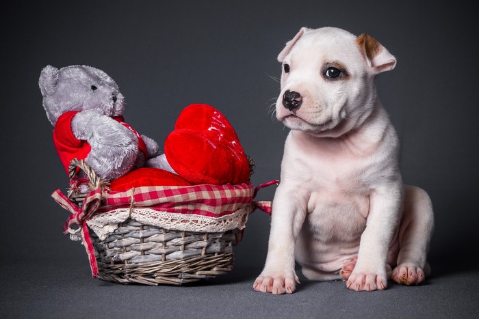 American Staffordshire Terrier puppy with teddy bear and heart
