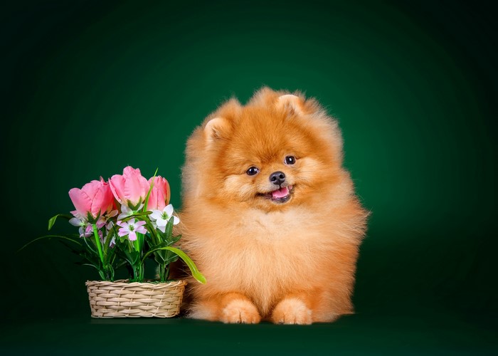 Ginger Pomeranian dog with pink tulips in a wicker basket