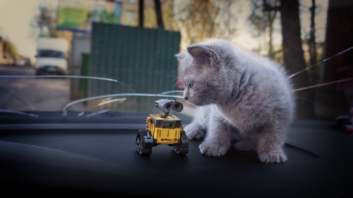 Kitten and WALL-E toy on a car dashboard