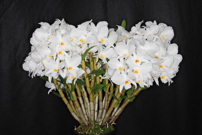 White Orchid flowers