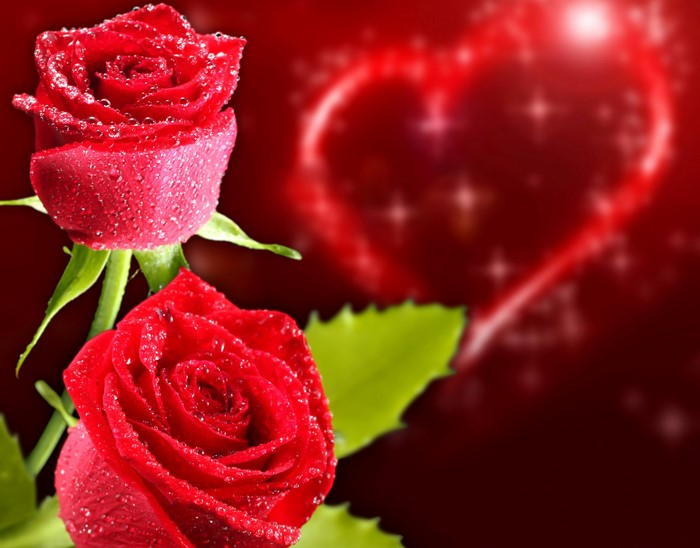 Two red roses with water droplets and a glowing heart