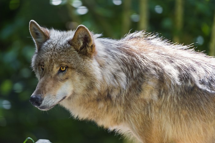 Wolf looking to the left