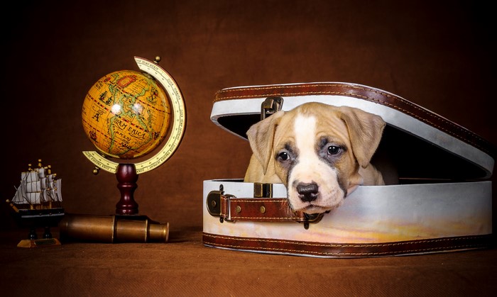 Puppy in a suitcase with globe and ship
