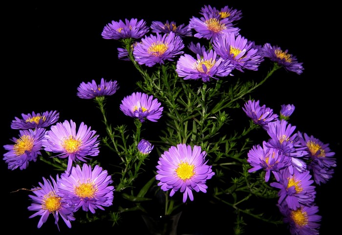 Purple Asters with Yellow Centers on Black Background