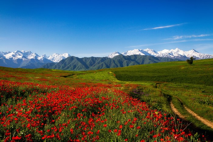 Field of poppies with snow-capped mountains in the background