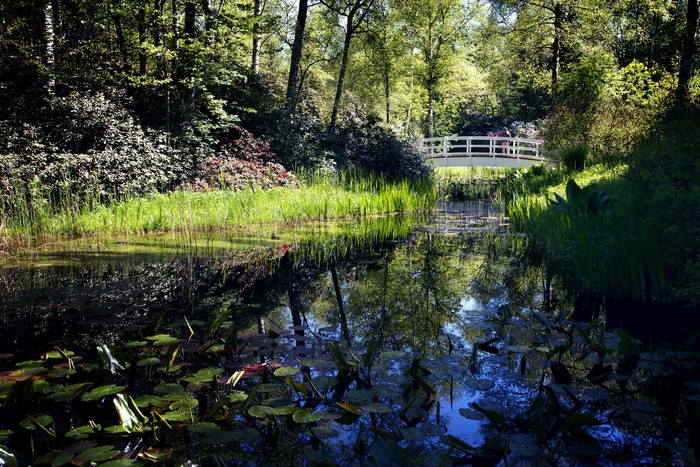 Park with a pond, bridge, and water lilies