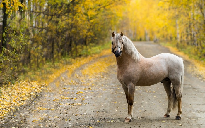 A horse stands on a dirt road in autumn