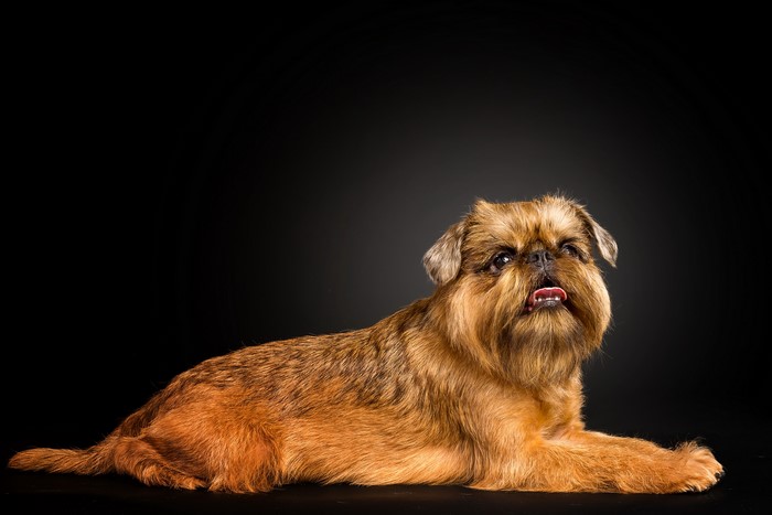 Brussels Griffon dog lying down on black background