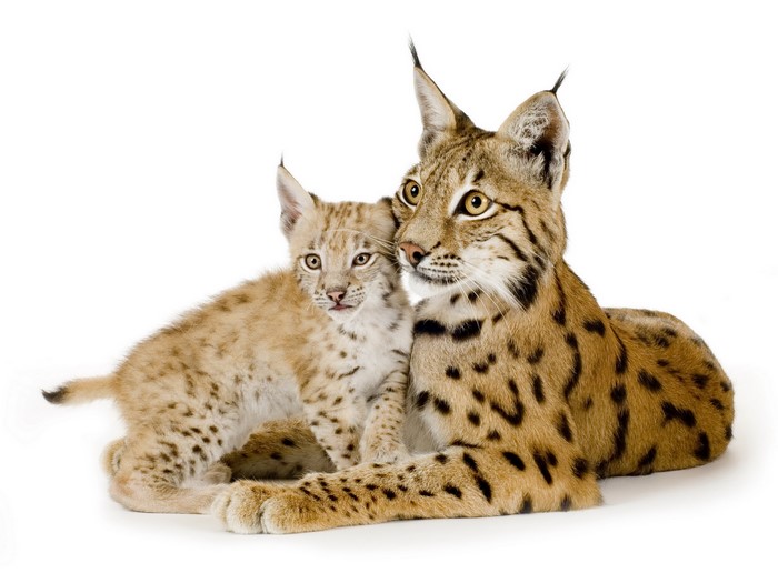 Mother and baby lynx on white background