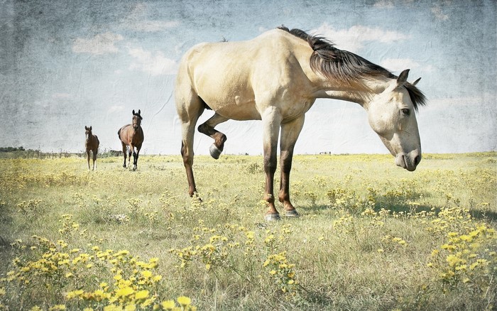Horses in a field of yellow flowers