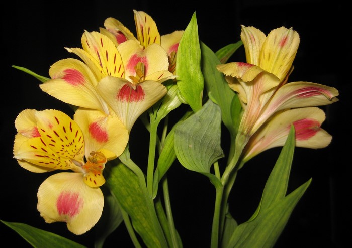 Yellow Alstroemeria flowers with red spots