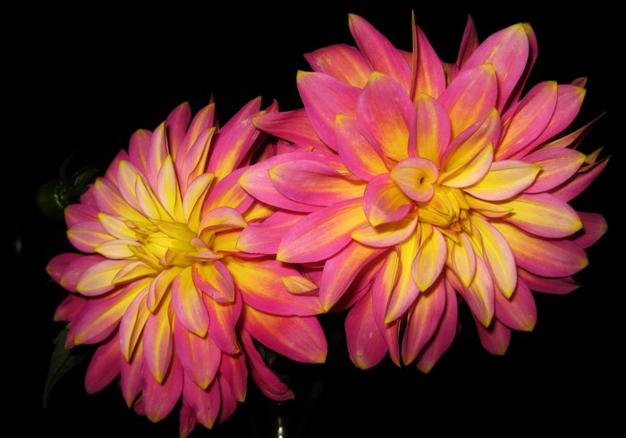 Two pink and yellow dahlias on a black background