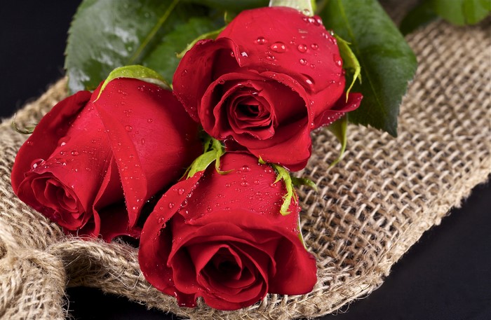 Three red roses with water drops on burlap