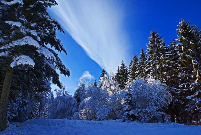 Snowy forest with bright blue sky