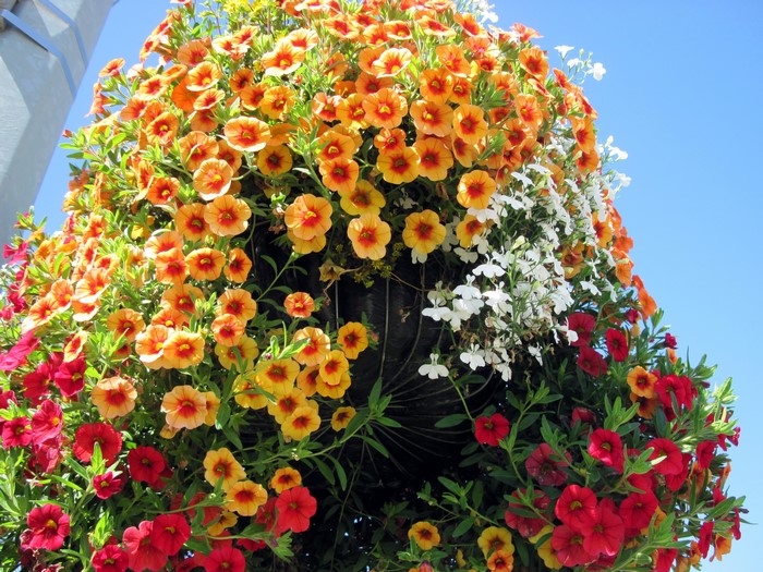 Hanging basket of calibrachoa flowers in orange, yellow, red, and white