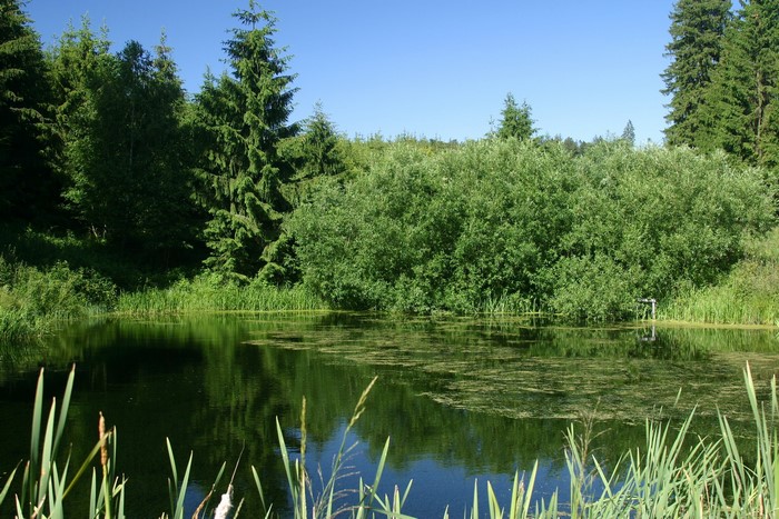 Pond with Spruce Trees and Shrubs in Bavaria, Germany