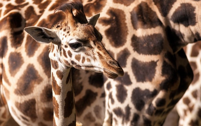 Close-up of a baby giraffe's head and neck