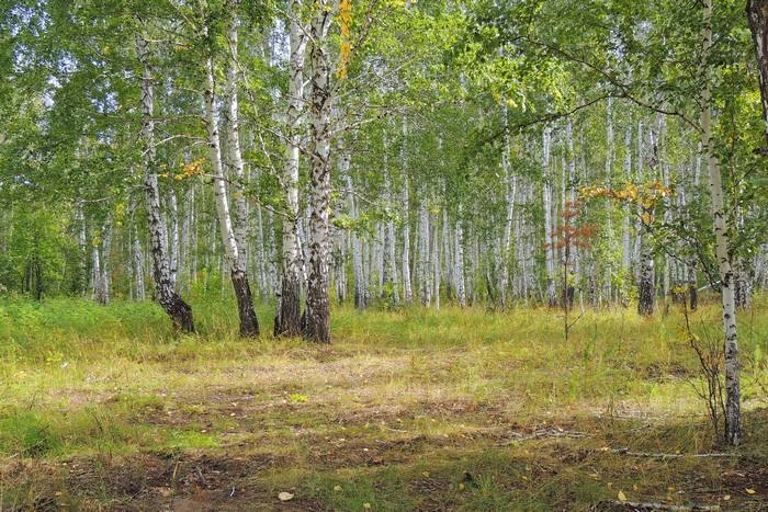 Birch forest with green grass and sunlight