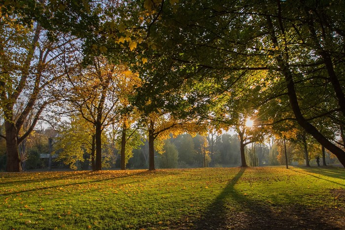 Park with trees and sun rays in autumn