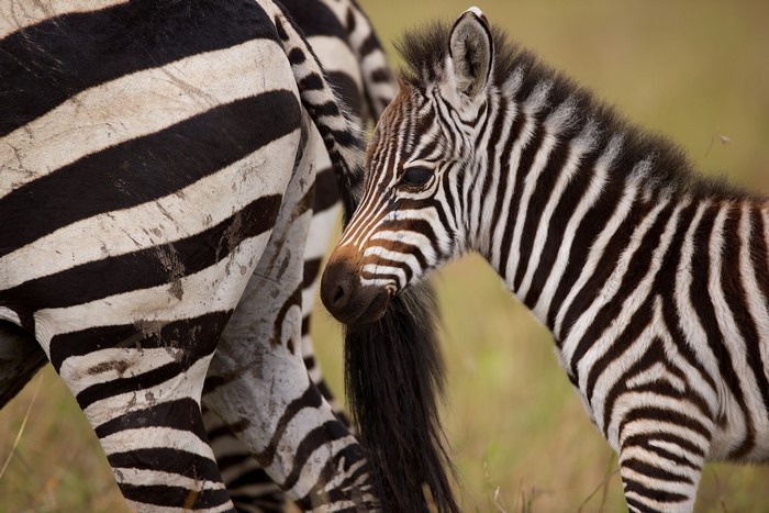 A baby zebra stands next to an adult zebra
