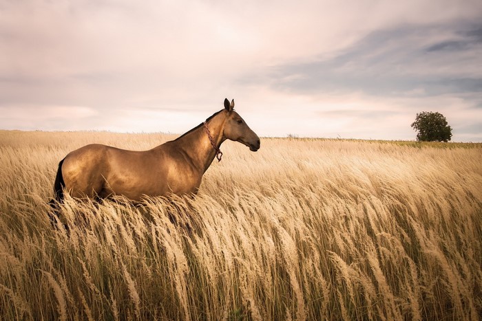 Horse in a field of tall grass