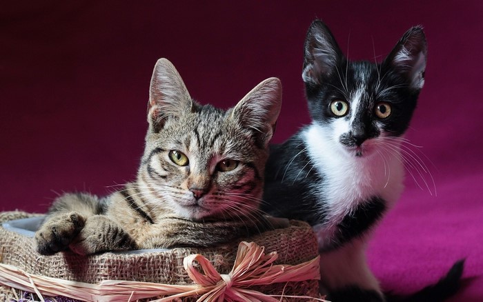 Two kittens in a basket