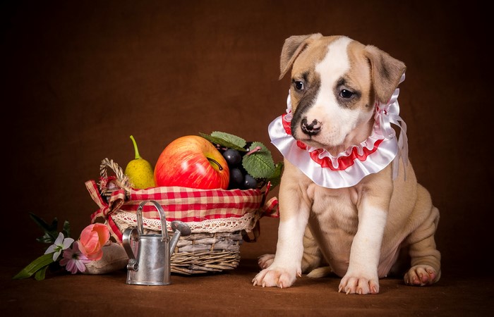 Puppy with Fruit Basket and Watering Can