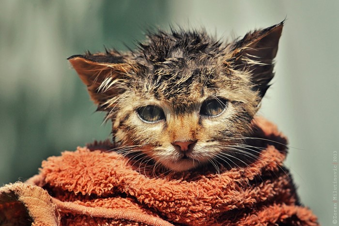 Wet kitten wrapped in an orange towel