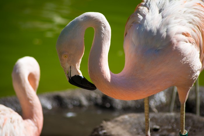 Two flamingos by a green pond