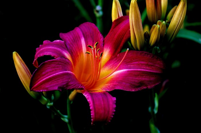 Close-up of a vibrant pink and orange lily with buds