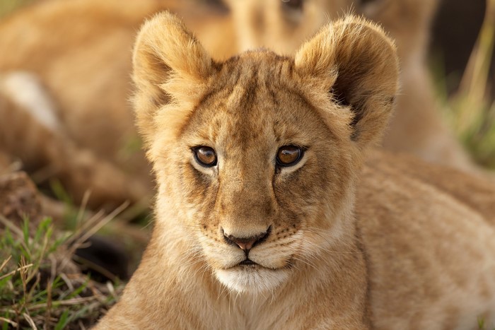 Close-up of a lion cub's face