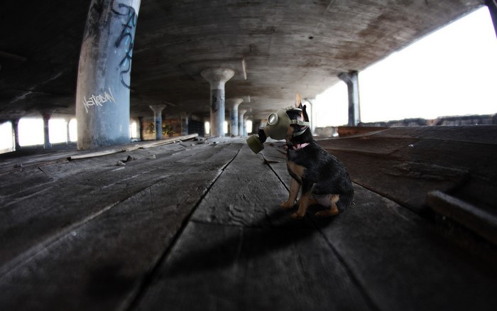 Dog wearing a gas mask in abandoned building