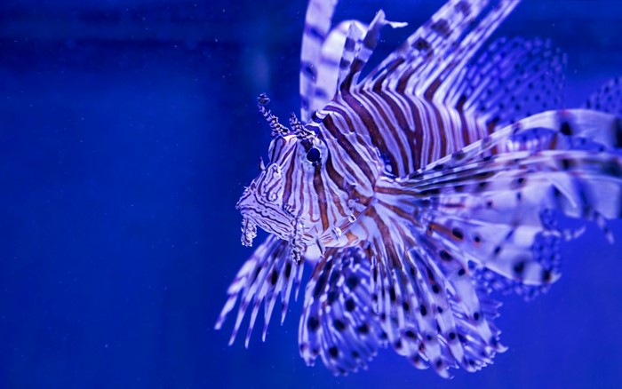 Lionfish swimming in blue water