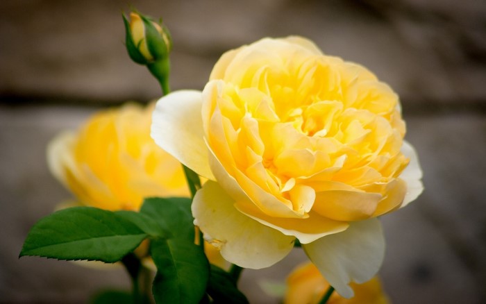 Yellow roses and a rosebud with a wooden background
