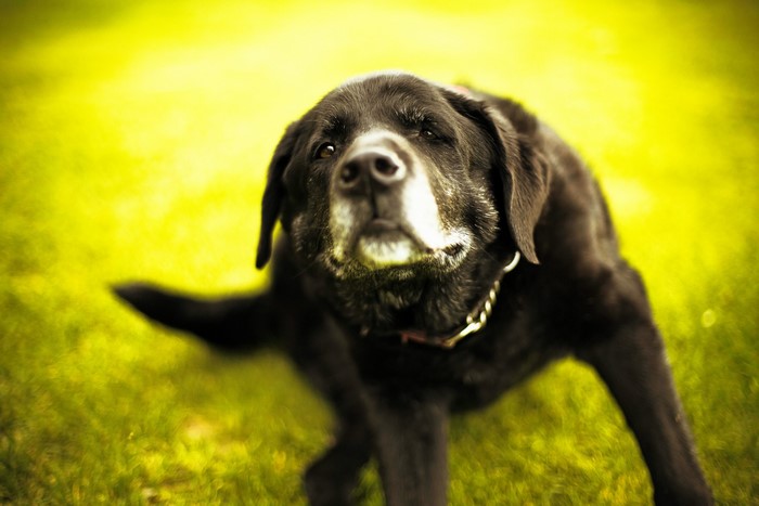 Black Labrador Retriever dog with graying muzzle