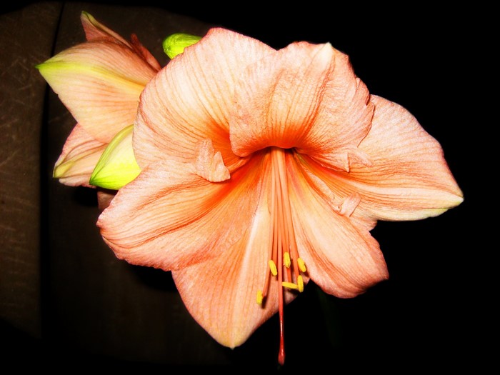 Close-up of a peach Amaryllis flower