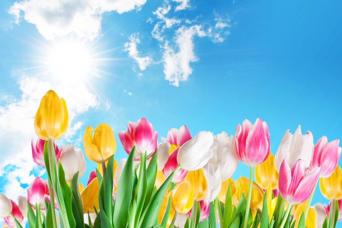 Tulips in the Sun