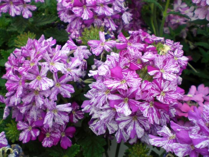 Purple and white striped Verbena flowers
