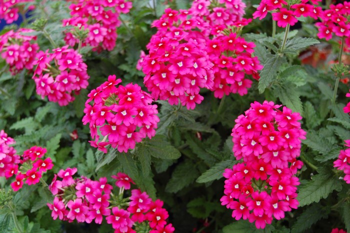 Pink Verbena flowers in bloom