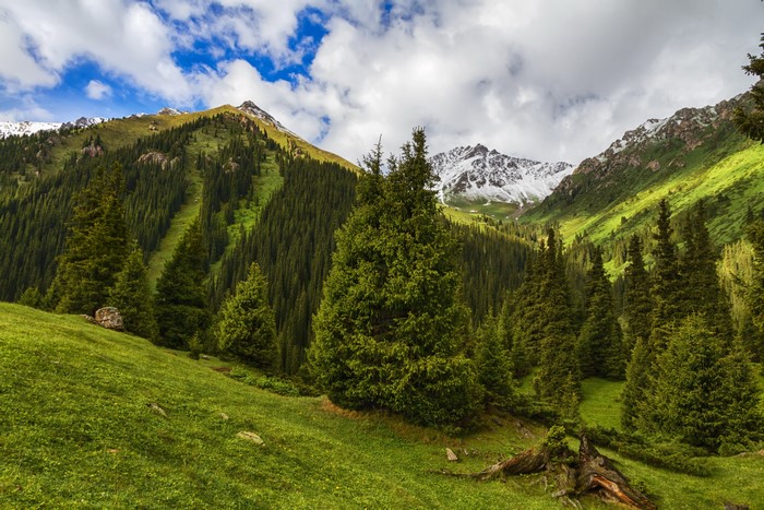 Green mountain valley with spruce trees and snow-capped peaks